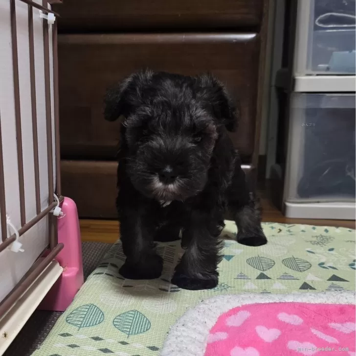 S.I 様のお迎えした子犬