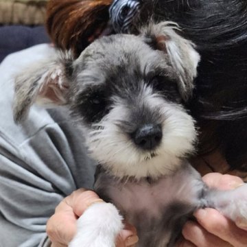 ミニチュアシュナウザー【岡山県・女の子・2023年8月14日・ソルト&ペッパー】の写真「見学後連れて帰れます」