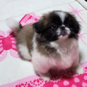 ペキニーズ【岡山県・男の子・2023年8月19日・パーティー】の写真「見学後連れて帰れます」