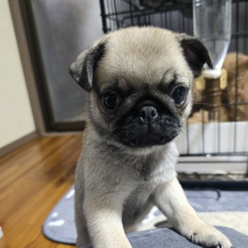 パグ【岡山県・男の子・2024年3月27日・フォーン】の写真「出産ラッシュの為格安になりました。」