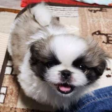 ペキニーズ【岡山県・男の子・2023年8月19日・パーティー】の写真「16日以降見学後連れて帰れます」