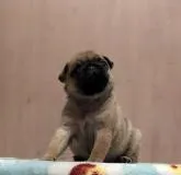 パグ【岡山県・男の子・2022年7月18日・フォーン】の写真5「８月２０日撮影」