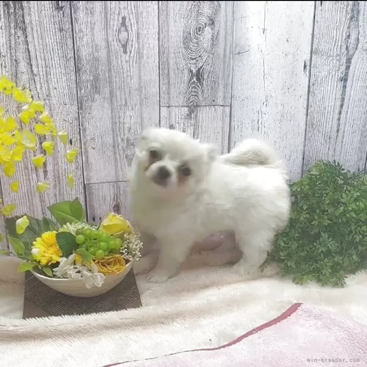 ID：2506-04301の子犬