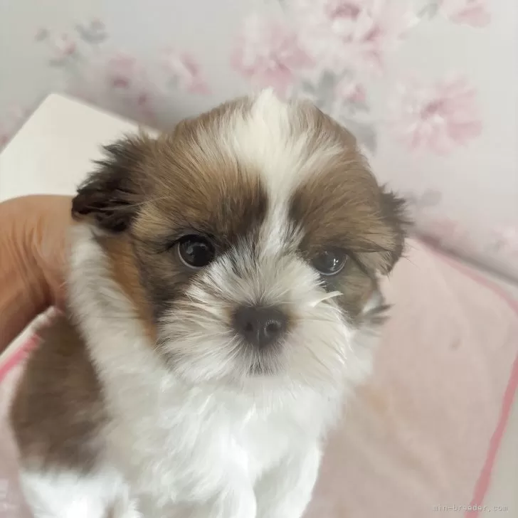ID：2508-06315の子犬
