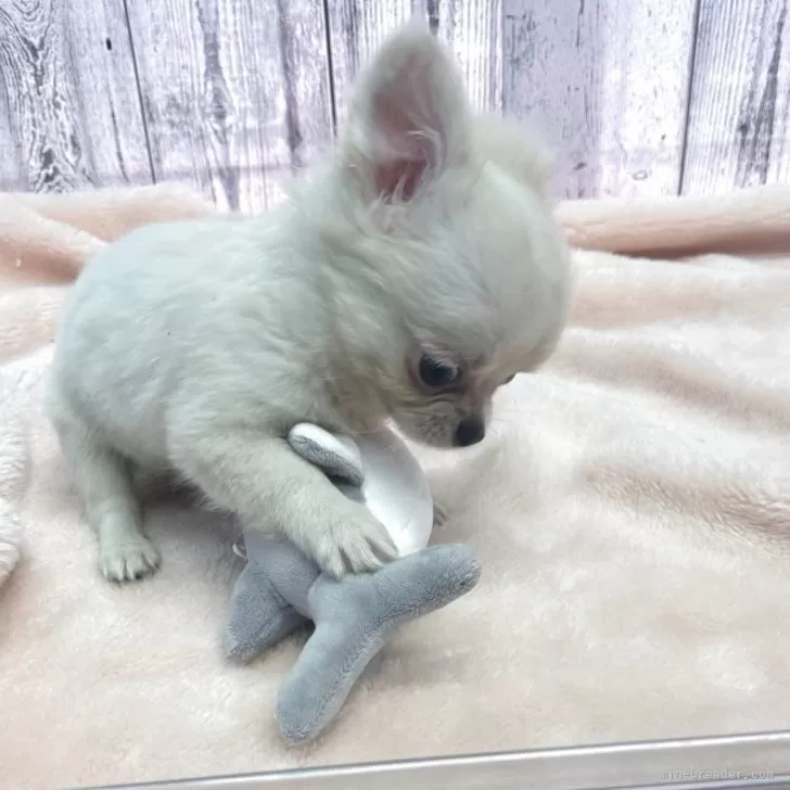 ID:2507-02331の子犬
