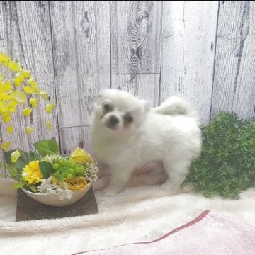 チワワ(ロング)【岐阜県・女の子・2025年5月7日・ホワイト&クリーム】の写真「元気いっぱいで抱っこ大好き❤」