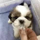 シーズー