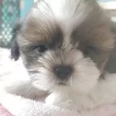 シーズー