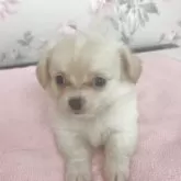 チワワ(ロング)