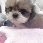 シーズー