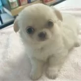 チワワ(ロング)