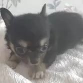 チワワ(ロング)