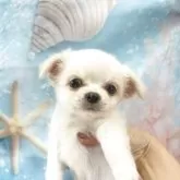 チワワ(ロング)