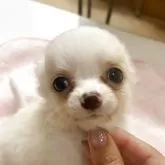 チワワ(ロング)