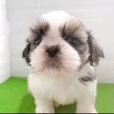 シーズー