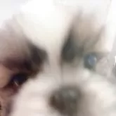 シーズー