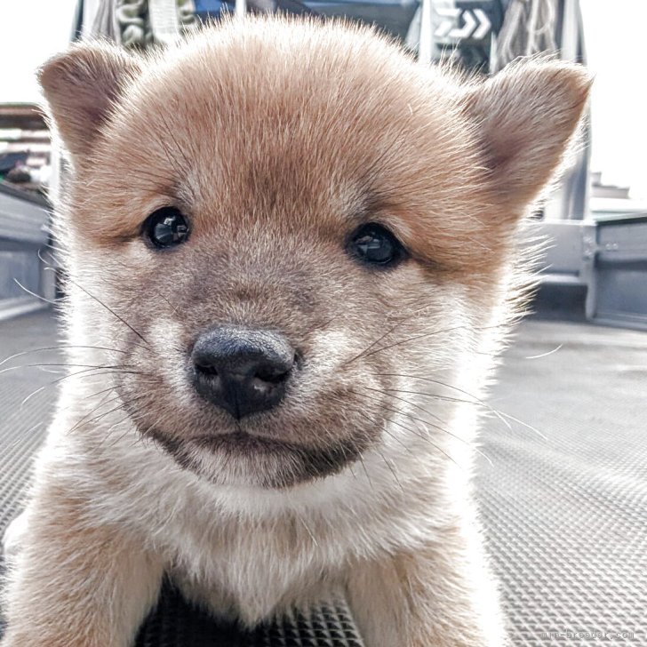 ブリーダー画像