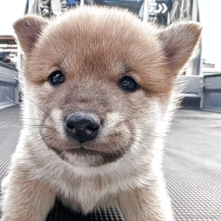 柴犬(標準サイズ)【北海道・男の子・2025年9月15日・赤】の写真1「4兄妹の1番上のお兄ちゃん甘えん坊🤍」