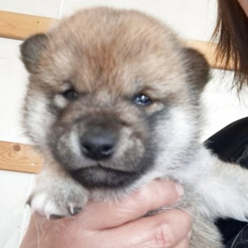 柴犬(豆柴)【北海道・男の子・2025年3月30日・赤】の写真「豆柴認定犬」