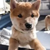 柴犬(標準サイズ)