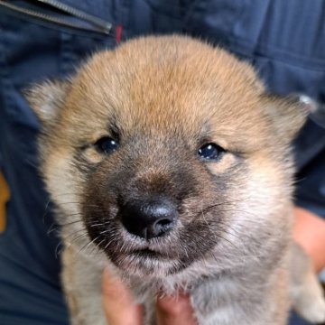 柴犬(豆柴)【北海道・男の子・2024年4月29日・赤】の写真「おとなしくて人懐っこい仔です」