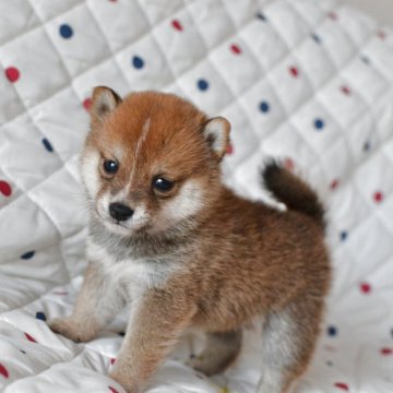 柴犬(豆柴)【愛知県・男の子・2025年9月9日・赤】の写真「大人しい豆しばちゃん♪白いラインがポイント♪」