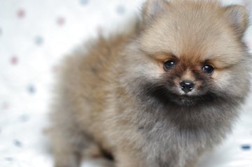 【S1155】着物 未使用 名古屋帯 ポメラニアン 犬 360㎝ 価格の安い♥ポメラニアン ♂ 現在体重650g【新入舎の子