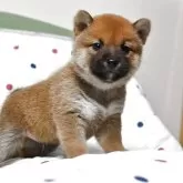 豆柴