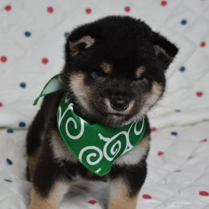 K.I 様のお迎えした子犬