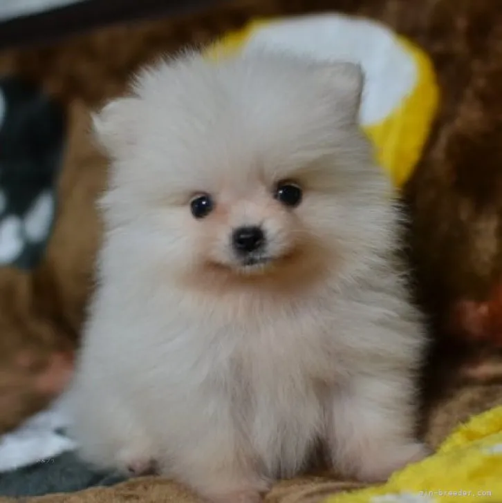 ID:2311-00637の子犬