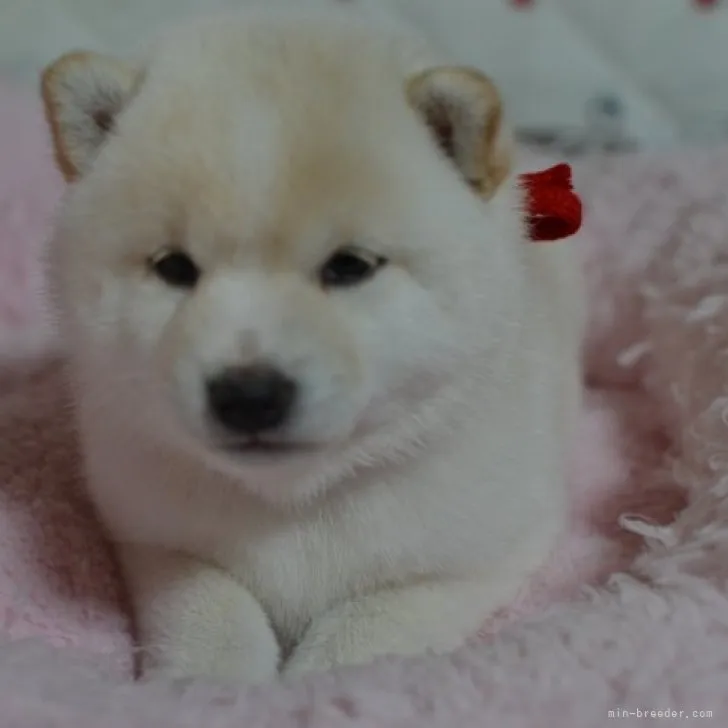 ID：2304-05900の子犬