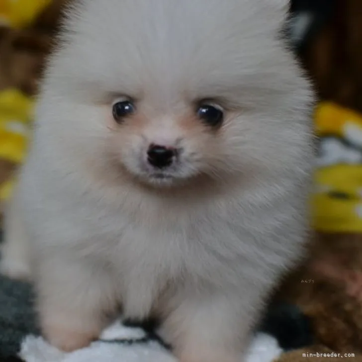 ID：2311-00654の子犬