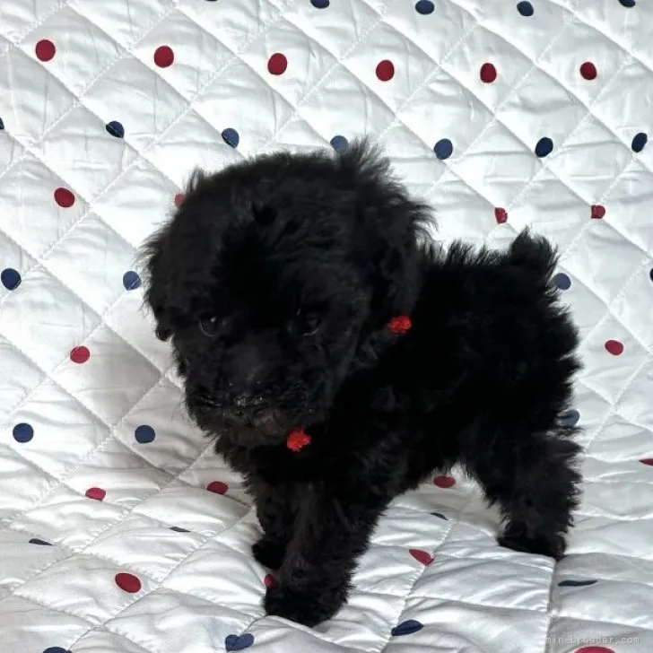 ID：2311-05947の子犬