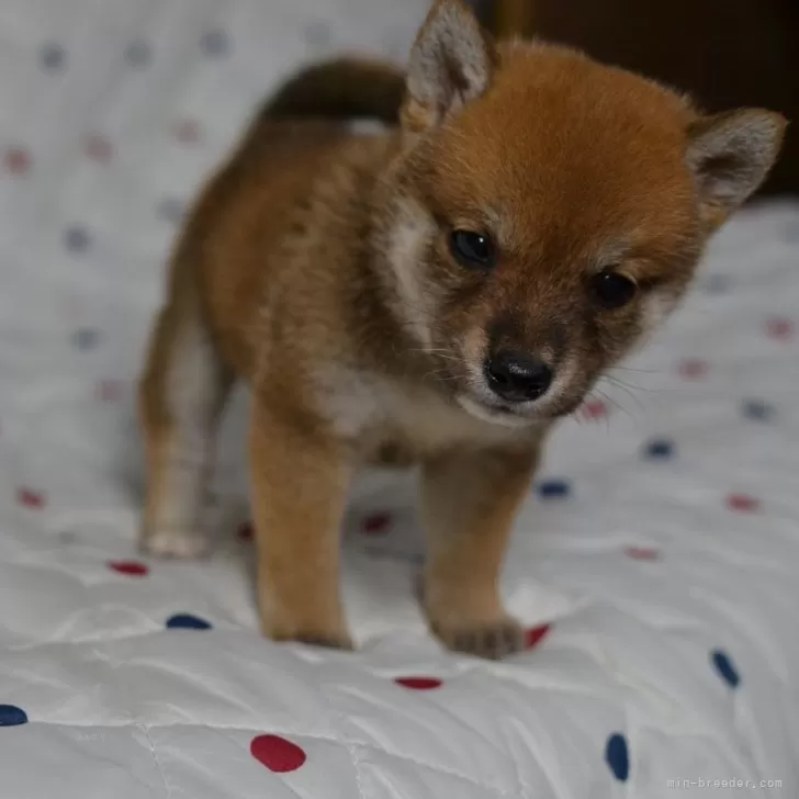 ID:2409-05876の子犬