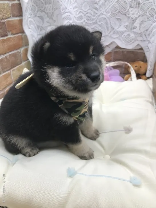 ID:2105-01785の子犬