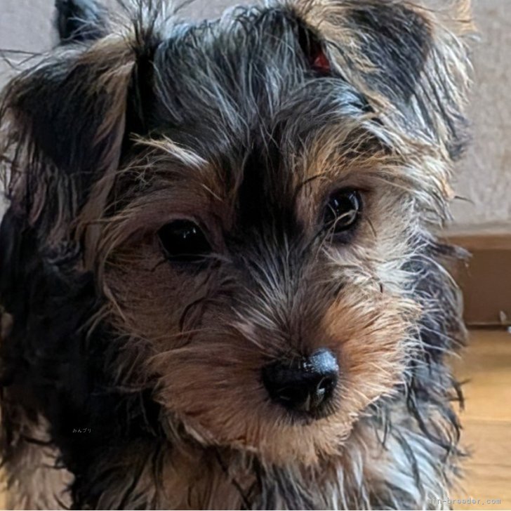 ブリーダー画像