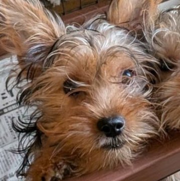 ヨークシャーテリア【愛媛県・女の子・2025年7月23日・スチールブルータン】の写真「優しい表情で見つめてくれます」