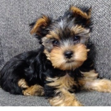 ヨークシャーテリア【愛媛県・女の子・2025年5月5日・スチールブルータン】の写真「とても可愛く成長しています」