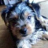 ヨークシャーテリア【愛媛県・女の子・2025年7月23日・スチールブルータン】の写真2