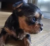 ヨークシャーテリア【愛媛県・男の子・2024年12月3日・スチールブルータン】の写真3