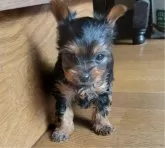ヨークシャーテリア【愛媛県・男の子・2024年12月3日・スチールブルータン】の写真4