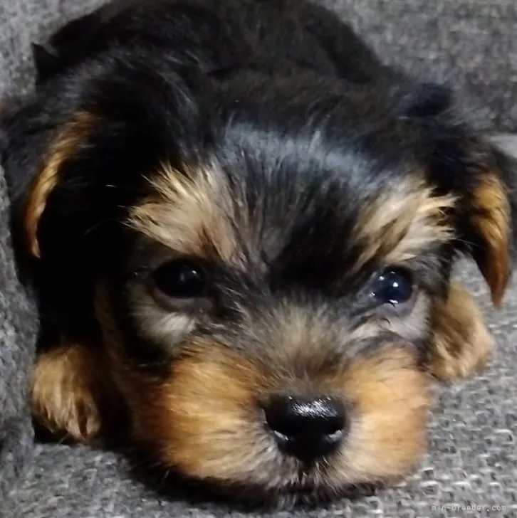 ID:2308-04295の子犬
