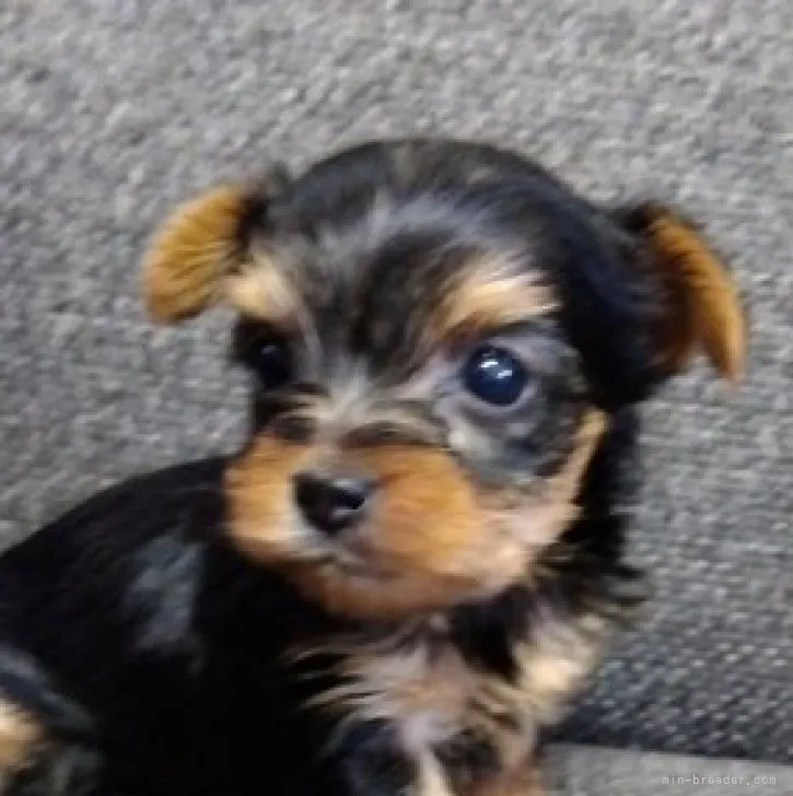 ID：2308-04299の子犬