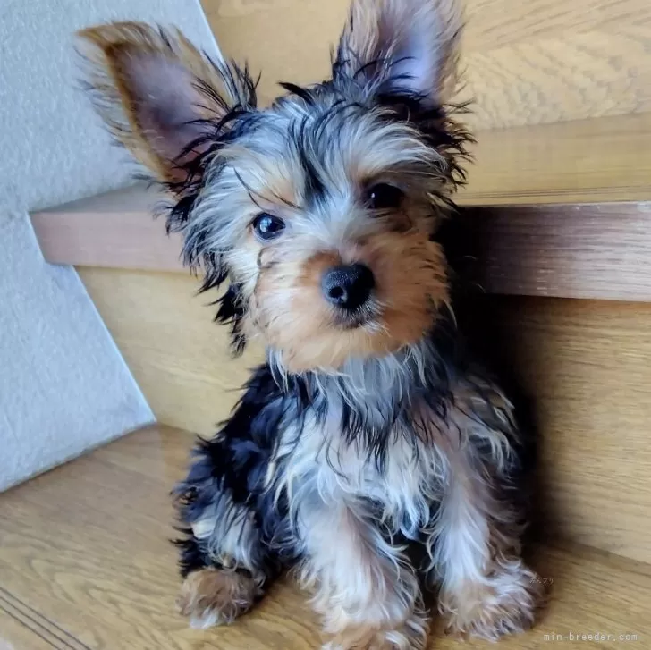 ID:2406-03523の子犬