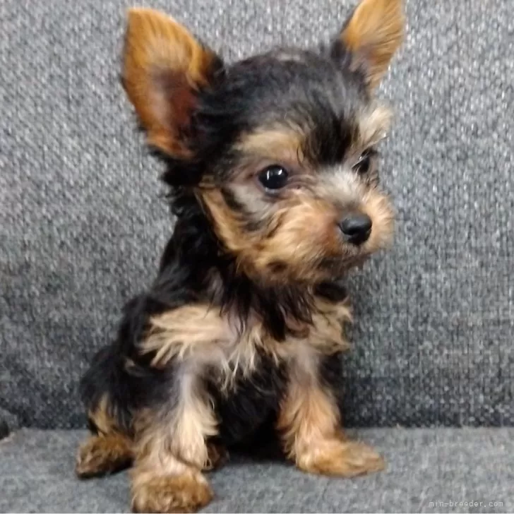 ID：2404-04274の子犬
