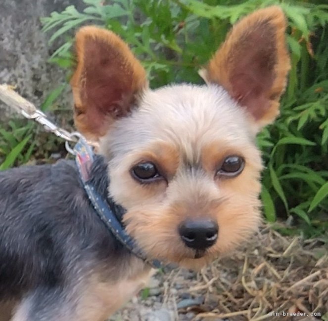 ヨークシャーテリア【・男の子・2023年3月11日・スチールブルータン】