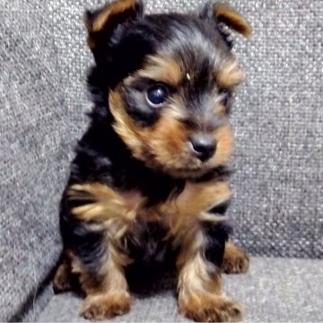 ヨークシャーテリア【愛媛県・男の子・2024年8月7日・スチールブルータン】の写真「可愛い赤ちゃんです」