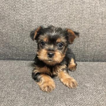 ヨークシャーテリア【愛媛県・女の子・2022年11月4日・スチールブルー&タン】の写真「家族の話し相手になれる子です」