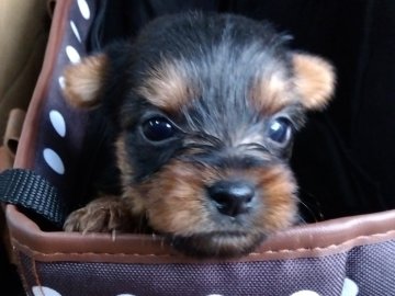 ヨークシャーテリア【愛媛県・女の子・2022年11月4日・スチールブルー&タン】の写真「鳴き声がとても可愛いです。よろしくお願い
します。」