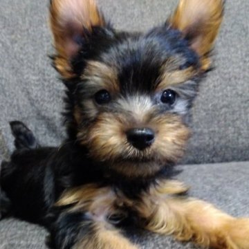 ヨークシャーテリア【愛媛県・女の子・2023年7月21日・スチールブルータン】の写真「やさしい瞳が魅力的です」